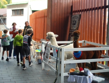 Wyniki 36. Jesiennego Festiwalu Biegowego. - zdjęcie25